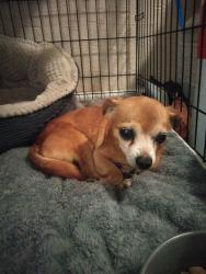 Found/Stray Male Dog last seen 38th Ave, St. Petersburg, FL 33714