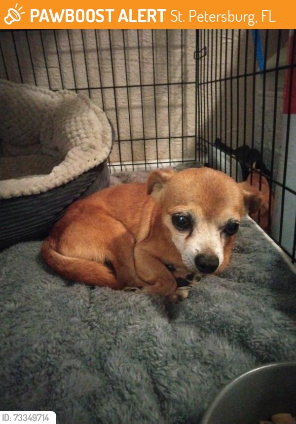 Found/Stray Male Dog last seen 38th Ave, St. Petersburg, FL 33714