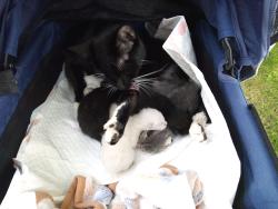 Lost Male Cat last seen H st and j street park is next door and parking lot is on the left for mercy plaza, Sacramento, CA 95819