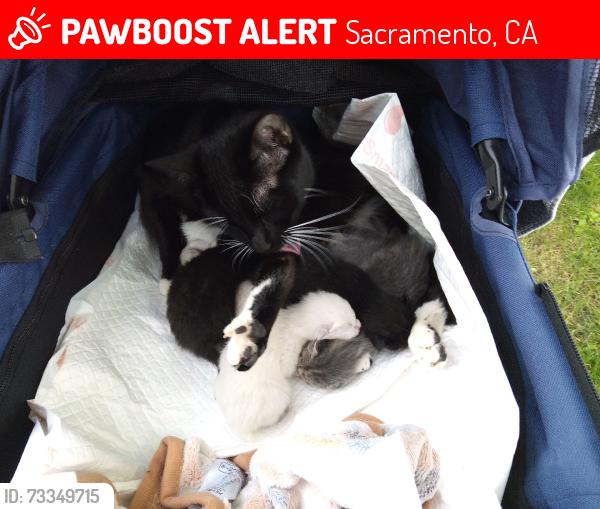 Lost Male Cat last seen H st and j street park is next door and parking lot is on the left for mercy plaza, Sacramento, CA 95819
