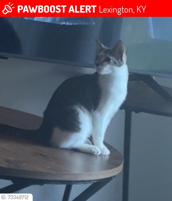 Lost Female Cat last seen Near palumbo dr, Lexington, KY 40509
