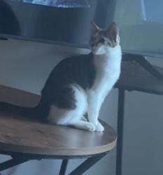 Lost Female Cat last seen Near palumbo dr, Lexington, KY 40509