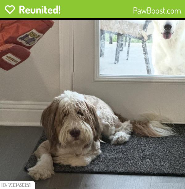 Reunited Male Dog last seen Richard Allie Middle School, Crowley, TX 76036