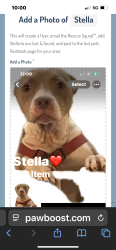 Reunited Female Dog last seen Near Tavares Elementary and high school North St Clair Abrams Ave, Tavares, FL 32778
