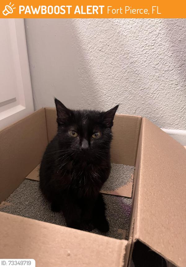 Found/Stray Female Cat last seen us1, Fort Pierce, FL 34982