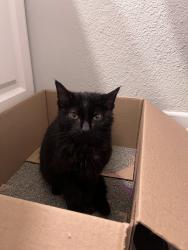 Found/Stray Female Cat last seen us1, Fort Pierce, FL 34982