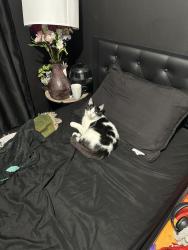 Lost Male Cat last seen Dem con drive, Shakopee, MN 55379