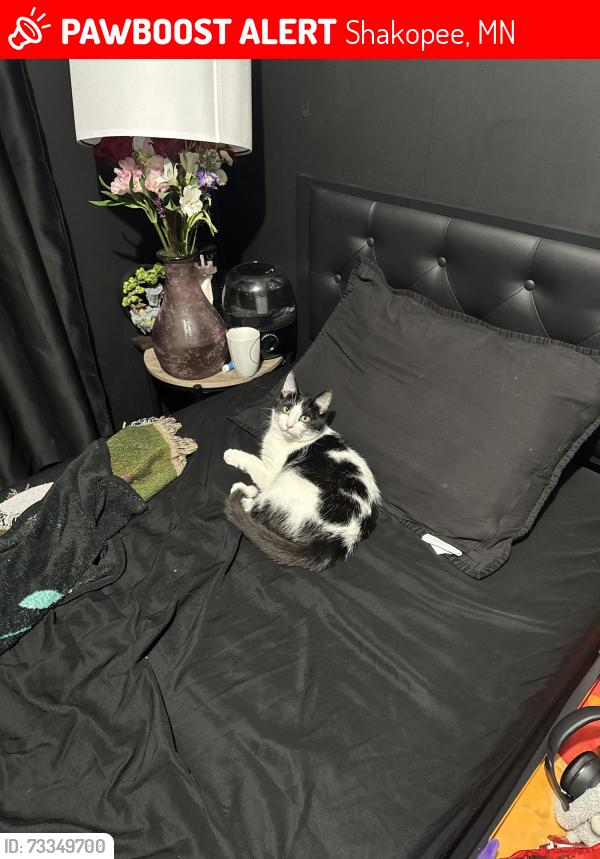 Lost Male Cat last seen Dem con drive, Shakopee, MN 55379