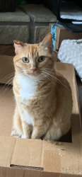 Lost Female Cat last seen Corner of Mountain Laurel Drive and Cynthia Drive, Semmes, AL 36575