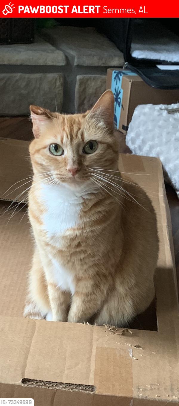 Lost Female Cat last seen Corner of Mountain Laurel Drive and Cynthia Drive, Semmes, AL 36575