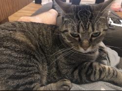 Lost Female Cat last seen Archgate, Bernards, NJ 07920