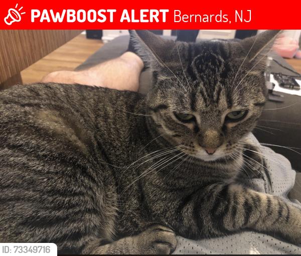 Lost Female Cat last seen Archgate, Bernards, NJ 07920