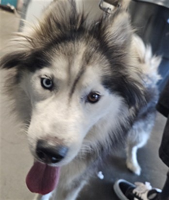 Shelter Stray Female Dog last seen , West Valley Animal Shelter, 20655 Plummer St, Chatsworth, CA 91311, USA