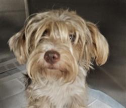 Shelter Stray Female Dog last seen , West Valley Animal Shelter, 20655 Plummer St, Chatsworth, CA 91311, USA