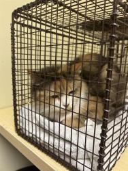Shelter Stray Female Cat last seen CLUB CENTER DR & HARTONA WAY, 2127 Front St, Sacramento, CA 95818, USA