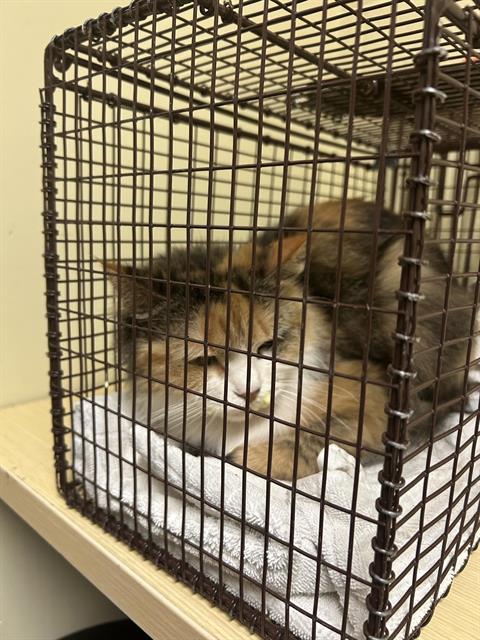 Shelter Stray Female Cat last seen CLUB CENTER DR & HARTONA WAY, 2127 Front St, Sacramento, CA 95818, USA