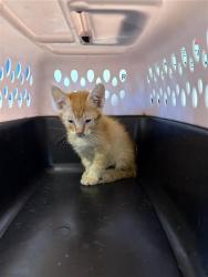 Shelter Stray Male Cat last seen Near BLOCK N FRESNO ST, FRESNO CA 93703 3029, 5277 E Airways Blvd, Fresno, CA 93727, USA