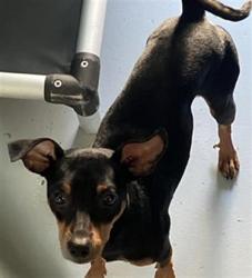 Shelter Stray Male Dog last seen Near BLOCK S WINERY AVE, FRESNO CA 93727 4920, 5277 E Airways Blvd, Fresno, CA 93727, USA