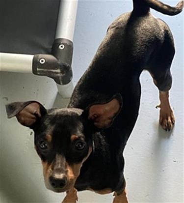 Shelter Stray Male Dog last seen Near BLOCK S WINERY AVE, FRESNO CA 93727 4920, 5277 E Airways Blvd, Fresno, CA 93727, USA