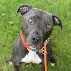 Shelter Stray Female Dog last seen Near BLOCK SE 248TH ST, KENT WA 98030, 21615 64th Ave S, Kent, WA 98032, USA