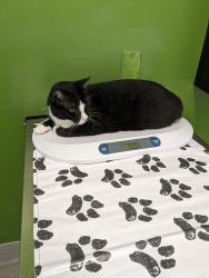Lost Male Cat last seen Monroe and Altedena aves, San Diego, CA 92115