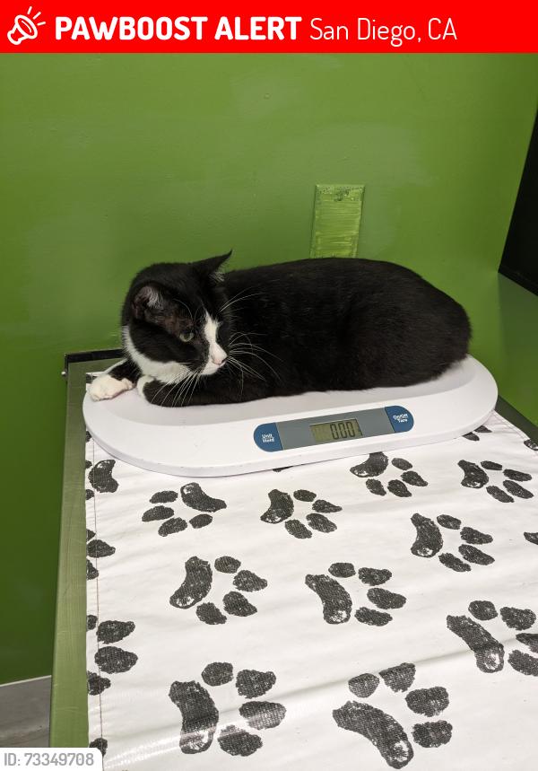 Lost Male Cat last seen Monroe and Altedena aves, San Diego, CA 92115