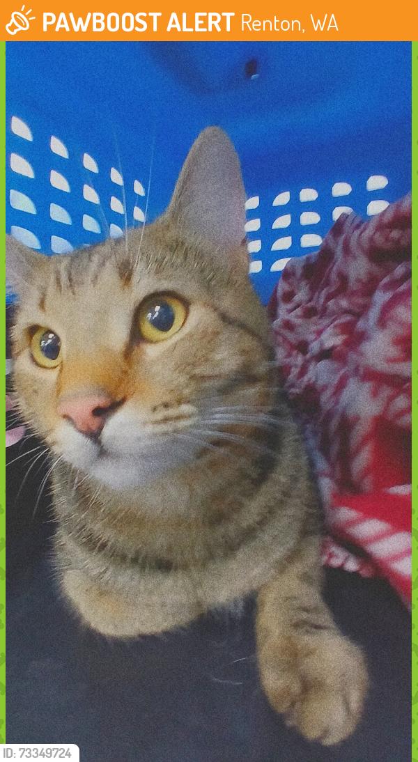 Found/Stray Unknown Cat last seen Puget and Benson, Renton, WA 98055