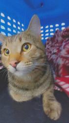 Found/Stray Unknown Cat last seen Puget and Benson, Renton, WA 98055