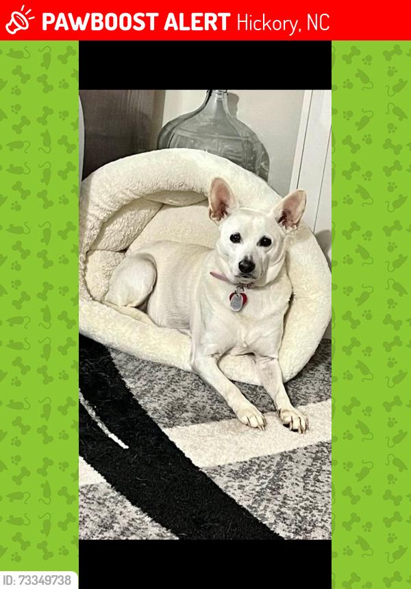 Lost Female Dog last seen apmts on 20th, Hickory, NC 28601