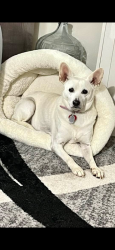 Lost Female Dog last seen apmts on 20th, Hickory, NC 28601