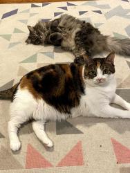 Reunited Female Cat last seen Bunker Hill, Chattanooga, TN 37421