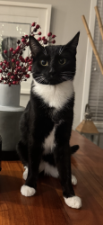 Reunited Female Cat last seen 204th and 82nd avenue Langley bc, Langley Township, BC V2Y 2A9
