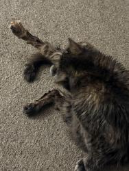 Reunited Female Cat last seen Kent ymca, Kent, WA 98030