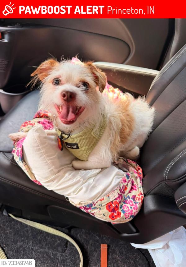 Lost Male Dog last seen Last seen near Illinois and Adams, Princeton, IN 47670