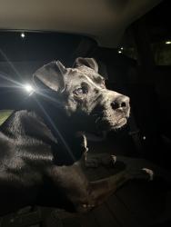 Reunited Male Dog last seen Found by walks and wags/ azela Ed, Mobile, AL 36693