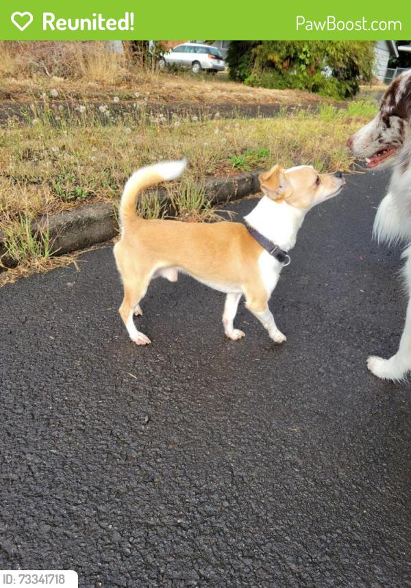 Reunited Male Dog last seen Se Taylor, Portland, OR 97233