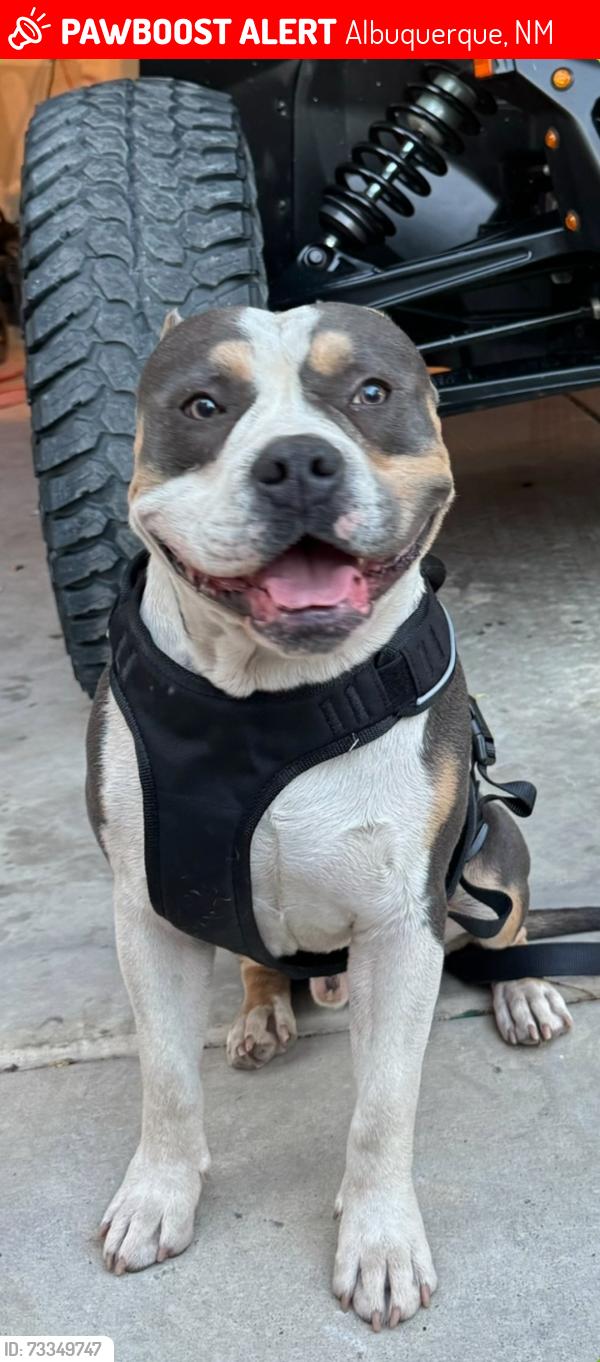 Lost Male Dog last seen san ignacio, Albuquerque, NM 87121