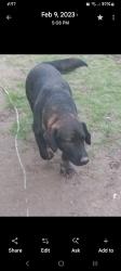 Lost Male Dog last seen Camp creek rd. Julian, ridgeview, foster, drawdy, Julian, WV 25529