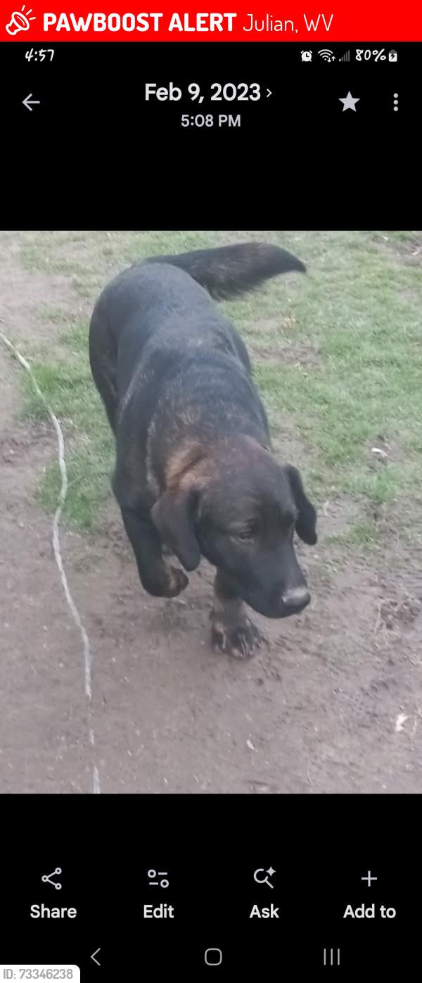 Lost Male Dog last seen Camp creek rd. Julian, ridgeview, foster, drawdy, Julian, WV 25529