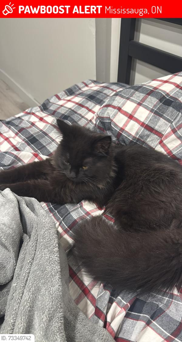 Lost Male Cat last seen Near Pine Ave S, Mississauga, ON 