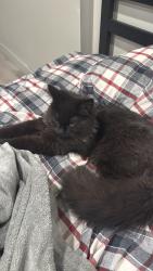 Lost Male Cat last seen Near Pine Ave S, Mississauga, ON 