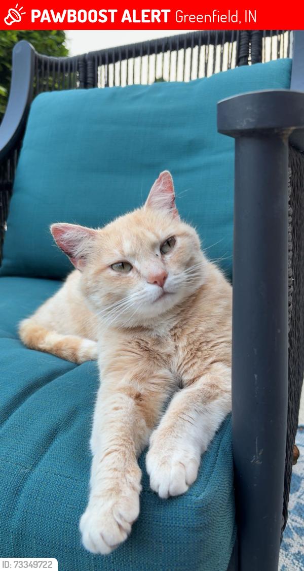 Lost Female Cat last seen S 150 W and W 100 S, Greenfield, IN 46140
