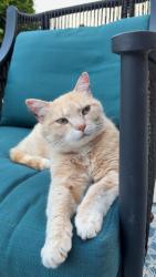 Lost Female Cat last seen S 150 W and W 100 S, Greenfield, IN 46140