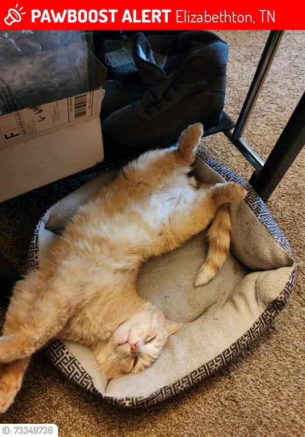 Lost Male Cat last seen Jordan Ave. Parkway Blvd Kiwanis park, Elizabethton, TN 37643