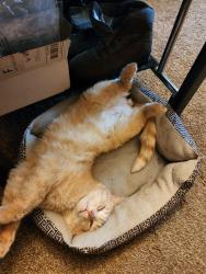 Lost Male Cat last seen Jordan Ave. Parkway Blvd Kiwanis park, Elizabethton, TN 37643