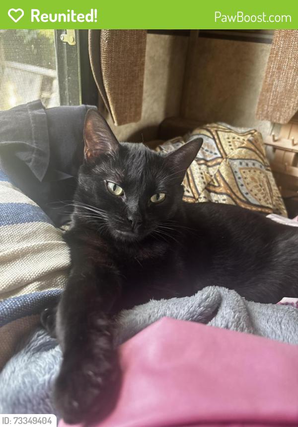 Reunited Male Cat last seen Middlesettlements Rd and Old Glory Rd, Maryville, TN 37801