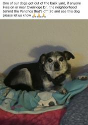 Reunited Male Dog last seen Ridge spring court, Arlington, TX 76017