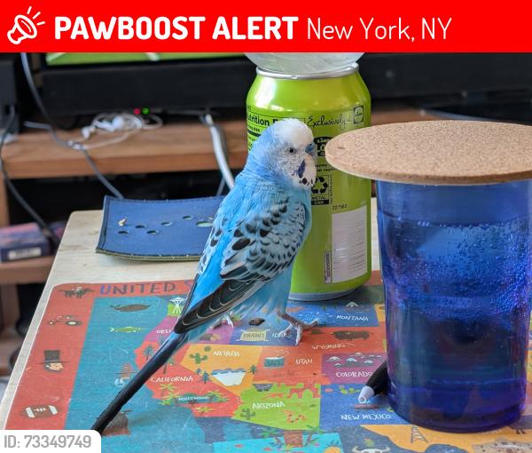 Lost Male Bird last seen In front of the 330 E 33rd St lobby., New York, NY 10016