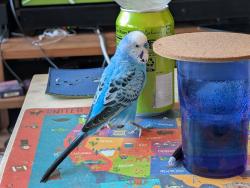 Lost Male Bird last seen In front of the 330 E 33rd St lobby., New York, NY 10016