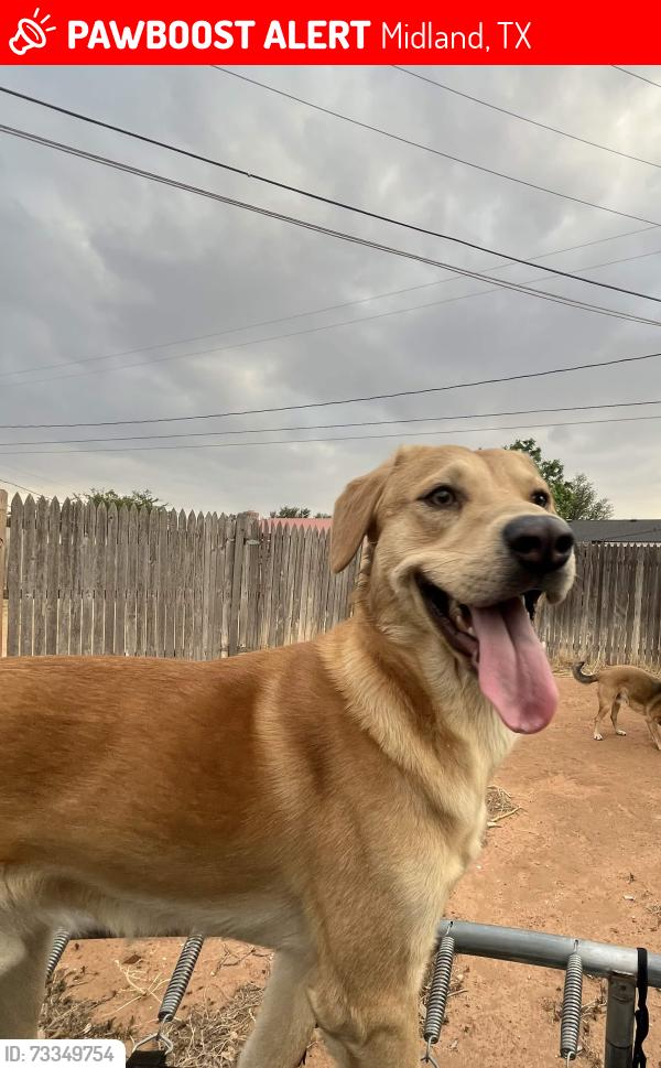 Lost Male Dog last seen Centers, Midland, TX 79703